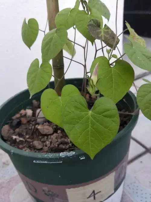 1,1号花盆300毫升水 15毫升醋的溶液浇灌牵牛花发现1-2片叶子发生