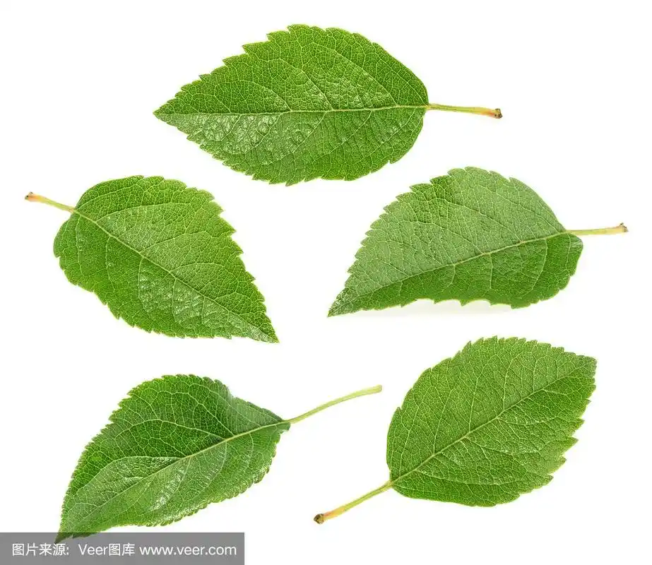 苹果叶子收集孤立在白色的背景