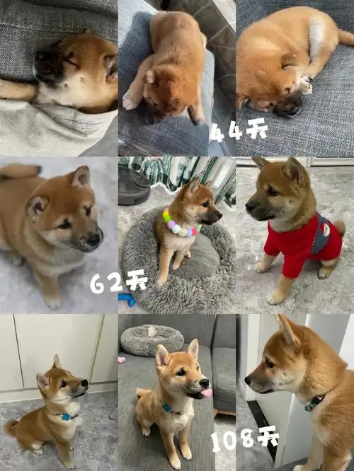 小柴犬的变形计75小盲盒的成长记