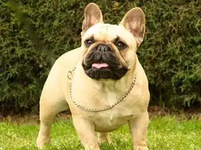 京巴犬图片京巴犬图片短毛