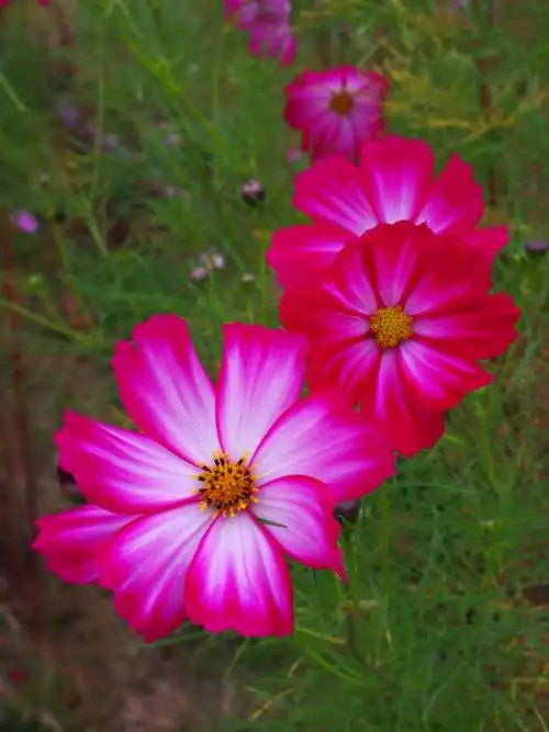 寒露过后,格桑花依然绽放