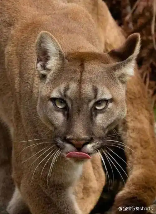 战斗力最强的十种猫科动物!这玩意武松打得过?