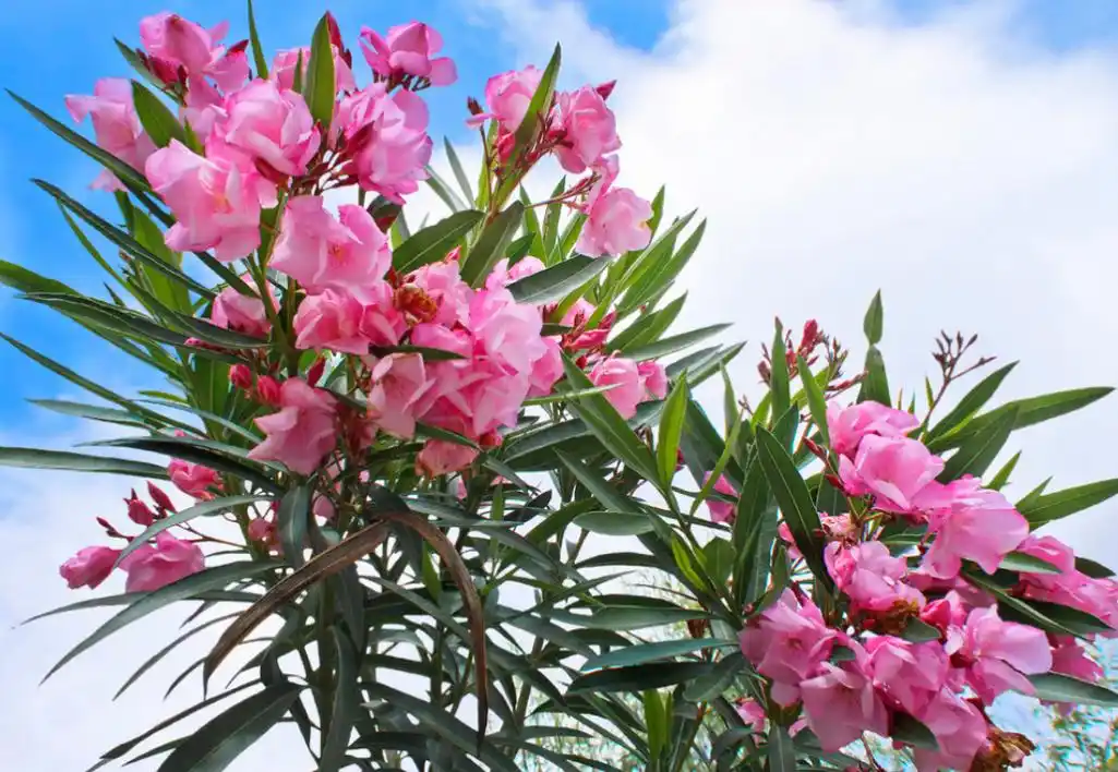 夹竹桃明明全株有毒,在城市中却随处可见?不怕毒到人吗?