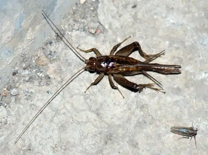 金蛉子(上雄下雌)