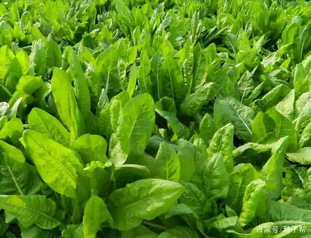 一亩大叶菊苣的产量有多少?可以养多少只鸡?最适合哪些地区生长