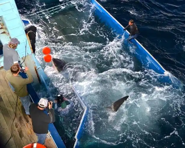 fisherman nets great white shark so massive it could have ate