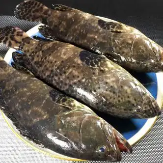 石斑鱼鲜活冷冻 现捕大龙胆鱼海鲜珍珠斑鲜活水产鱼类3斤