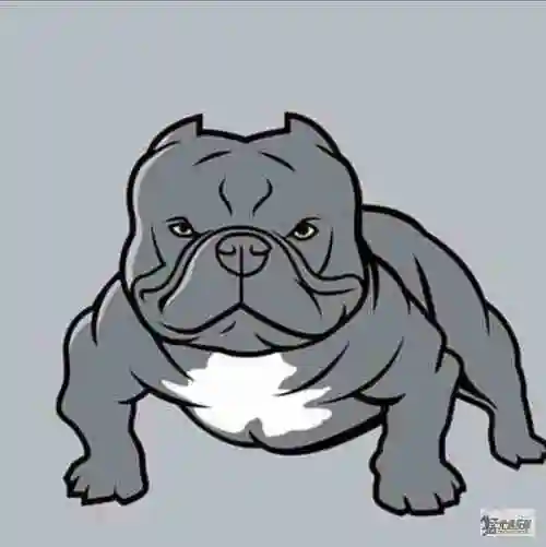 恶霸犬黑母 - 恶霸犬交易 - 猛犬俱乐部-中国具有