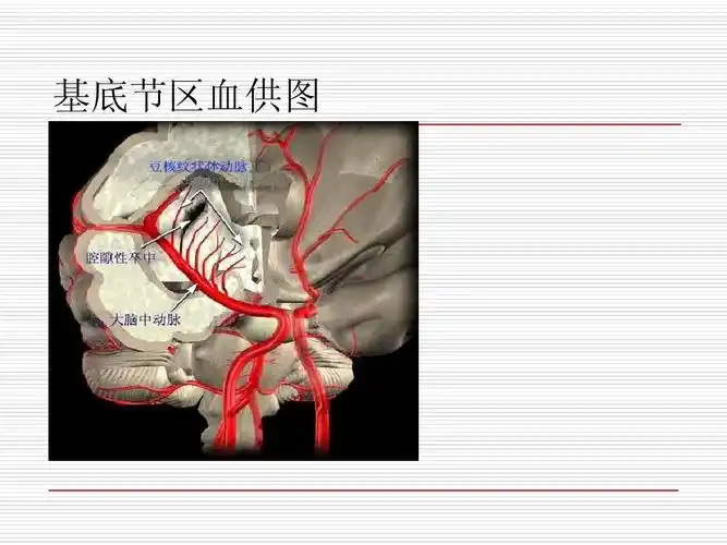 基底节区血供图