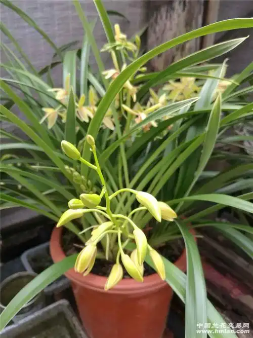 帝皇妃(大果冠)开起花来也疯狂-建兰篇-中国兰花交易网社区