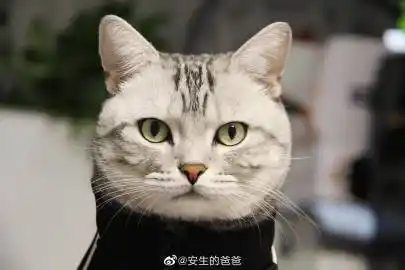 安生的爸爸:安生不安生今天是安商言,宝贝太帅了