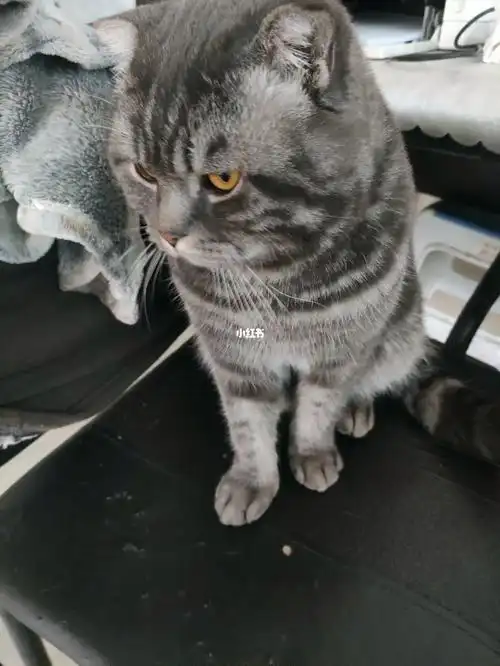 折耳猫这是又发病的迹象么