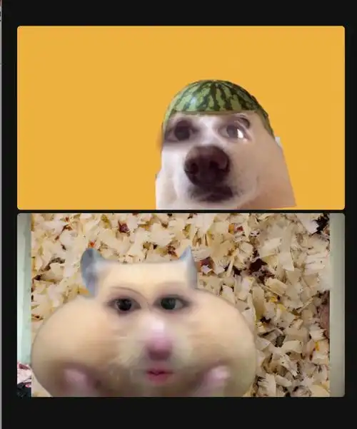 浅浅记录下zoom学习的隔离日常每日新皮肤