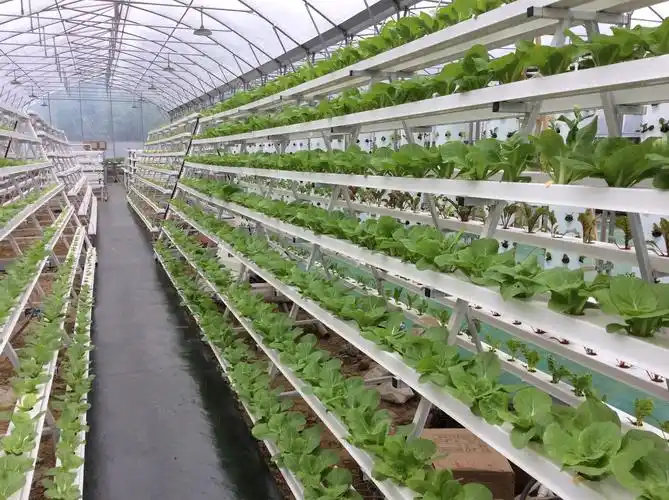 智能温室蔬菜无土栽培技术水培蔬菜设备销售安装