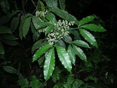 中药三叉虎又叫什么?