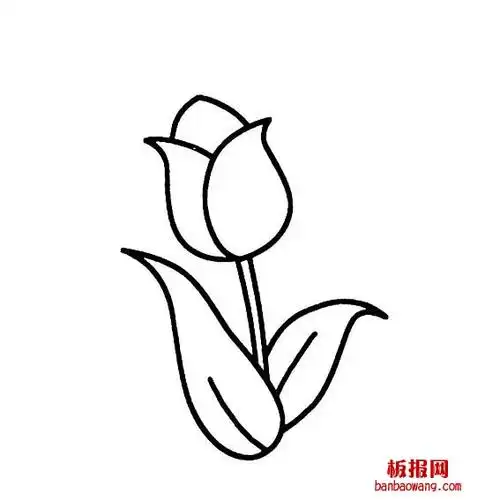 郁金香花简单画法4