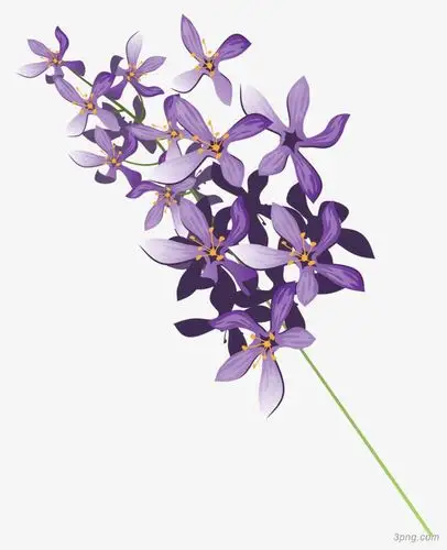 花图案png素材透明免抠图片-其他元素