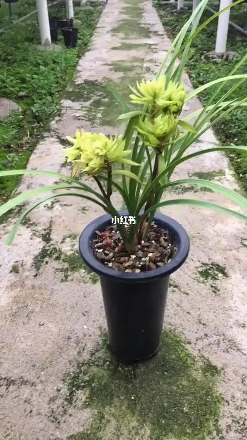 跌落神坛的天价兰花大唐盛世来啦