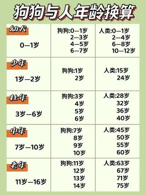 新手养狗怎么样