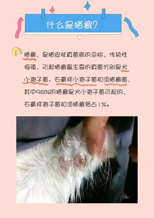 嘉传godchoice 67 已认证的官方帐号 猫癣,是猫皮肤真菌病的总称