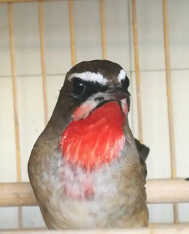 精品靛颏鸟欣赏,好鸟大家一起围观