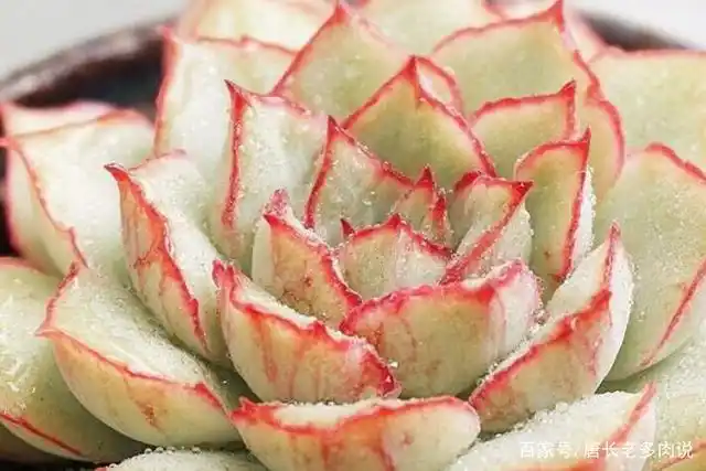 织锦是很有特点的多肉品种,不仅叶片石化带锦,叶缘还长期呈红色