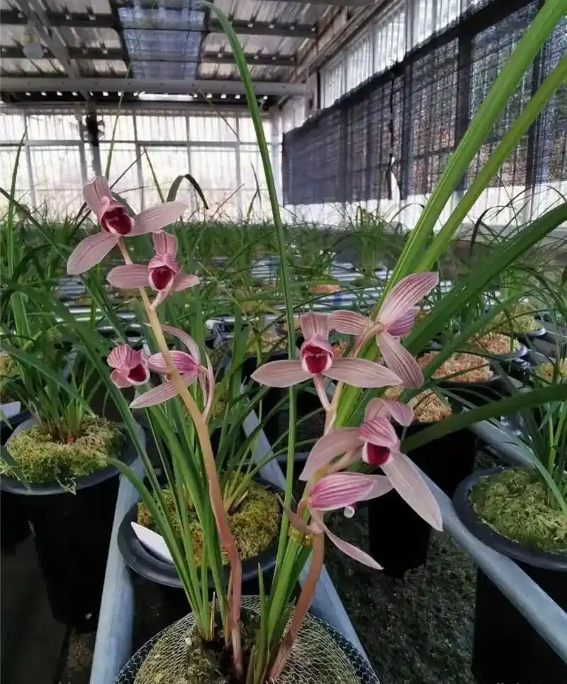 莲瓣兰日出东海 - 抖音