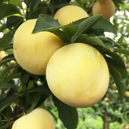 黄李子新鲜当季水果青李三华李孕妇酸脆李三月李整箱大果现摘10斤