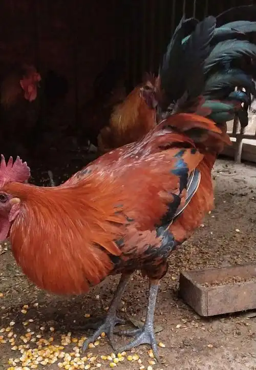 云南脱温武定土鸡苗批发-明丽农业-云南脱温武定土鸡苗