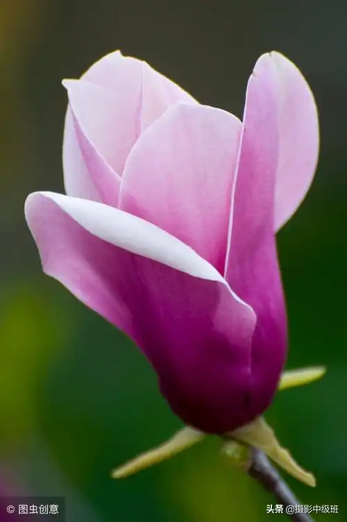 拍花的5个低级错误,毁了这3张照片,讲解玉兰花摄影技巧