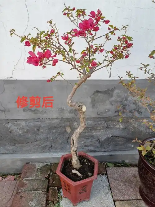 三角梅修剪前后对比