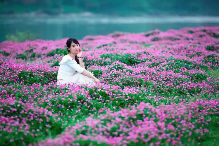 广西桂林,漓江边的一大片野生紫云英,美得让人窒息!