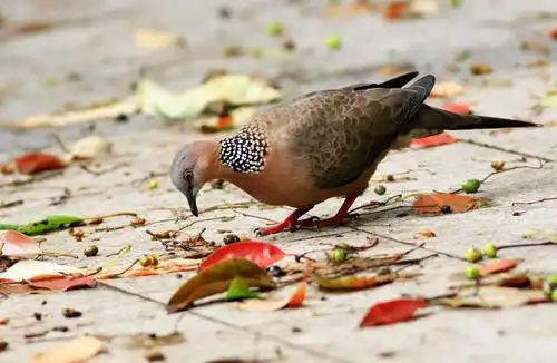 乡村鸟趣图(二)