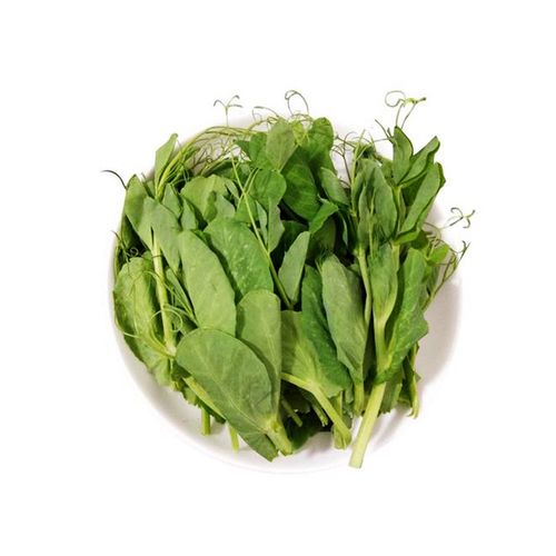 豌豆豆苗种子无须尖苗种籽四川荷兰豆秋冬季阳台家庭园艺种子