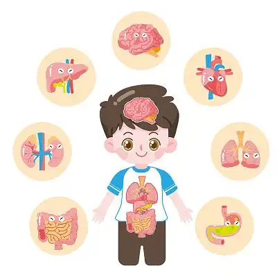 血管器官人体器官透视图身体内部血管器官男性卡通内脏人体器官插画