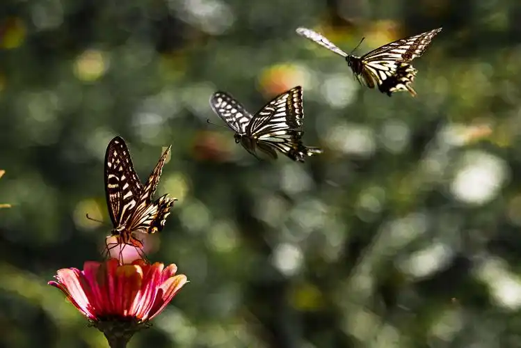 非洲菊花爆满山/彩群蝴蝶舞翩跹