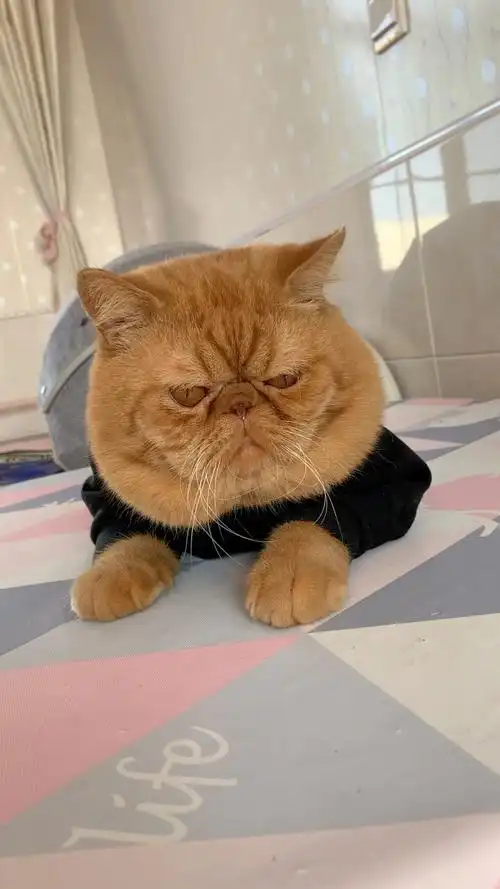 大脸盘子胖橘猫