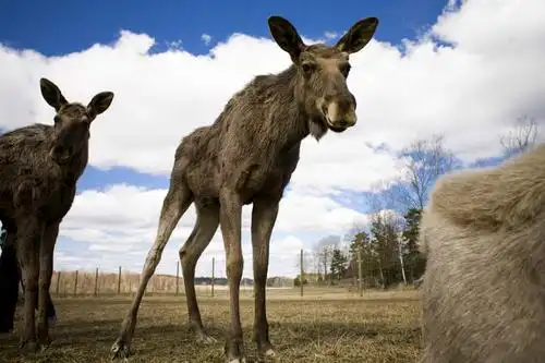 无人,栏杆,站,横图,室外,白天,仰视,草地,草坪,植物,哺乳动物,鹿,野生