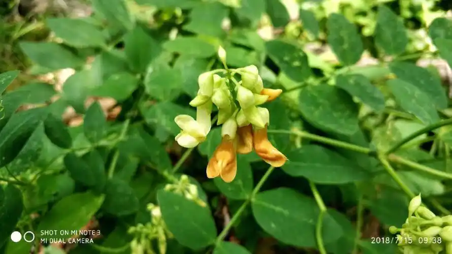 大山黧豆豆科山黧豆属多年生草本植物