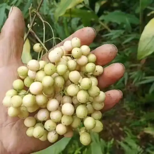 金果榄云南统货价格是多少金果榄种子小苗销售公司