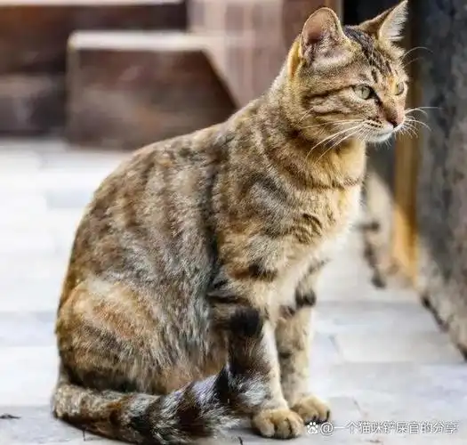 狸花猫是一种体格健壮的大型猫咪,长有美丽的斑纹被毛.