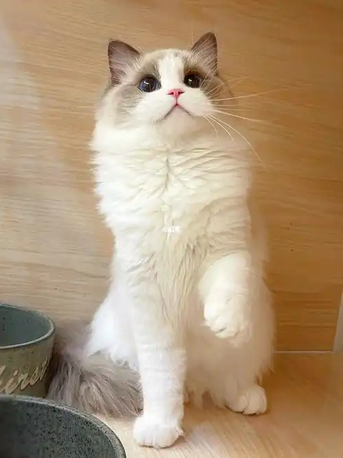 蓝双布偶猫可爱治愈一切