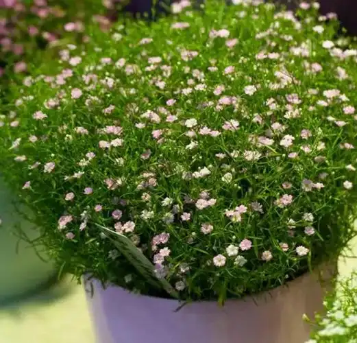 满天星有哪些颜色和品种满天星花语是什么