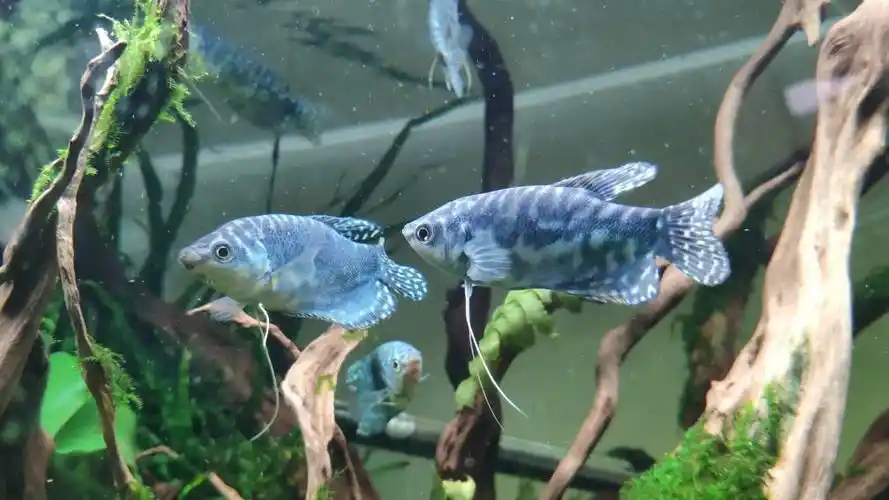 蓝曼龙:又叫蓝星鱼.