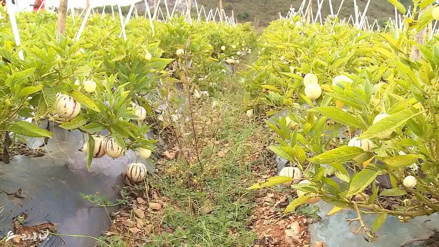 人参果种植(人参果种植全过程视频)