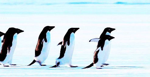 493_252gif 动态图 动图