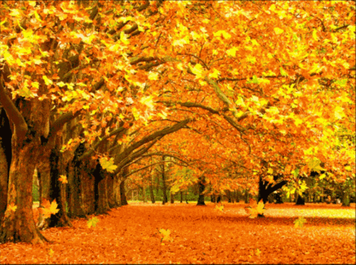 650_485gif 动态图 动图