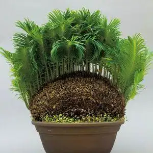 多头铁树盆景植物子母铁白磷铁个性铁树铁树盆栽苏铁白鳞铁奇怪铁