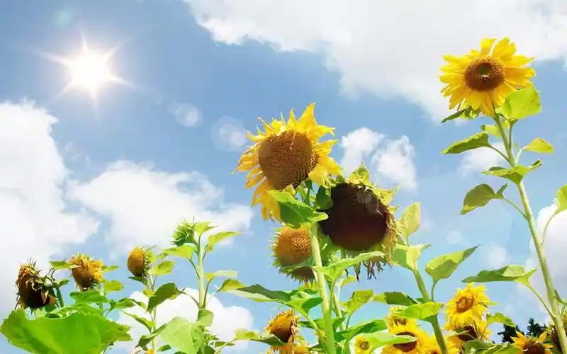 灿烂向日葵高清图片桌面壁纸