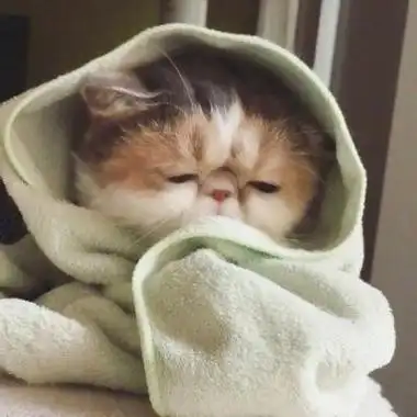 qq头像的文章,由美头网整理发布,动物头像频道提供更多与萌猫,猫,猫咪